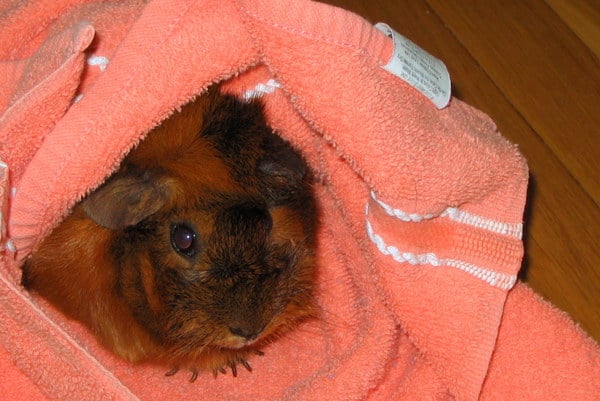 How to care for your guinea pig