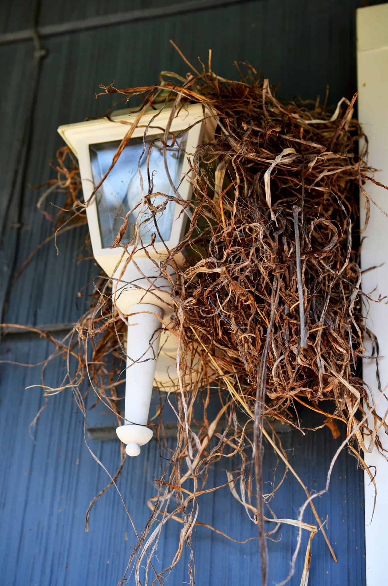 robin's nest in spring