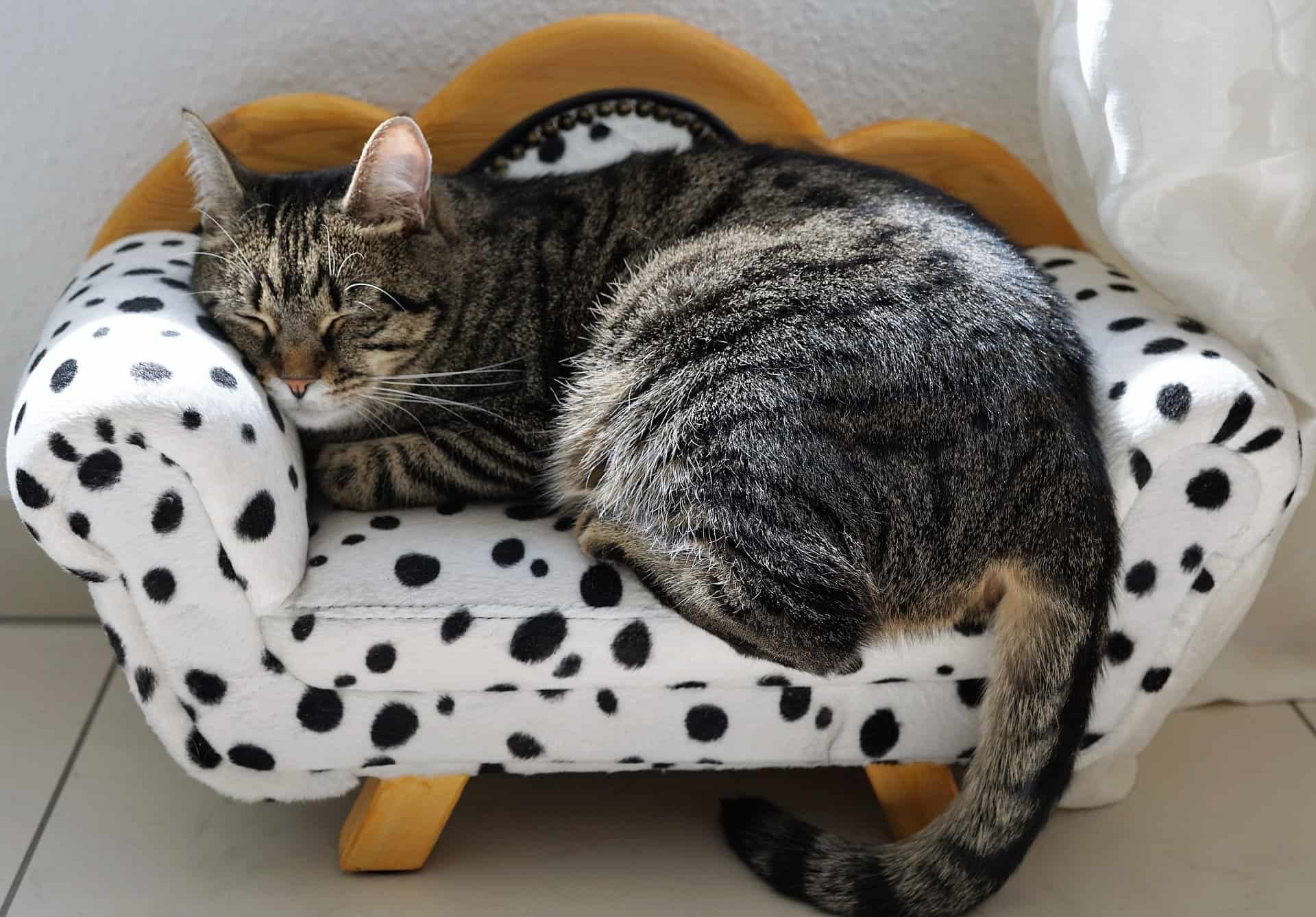 a cat on her cozy bed