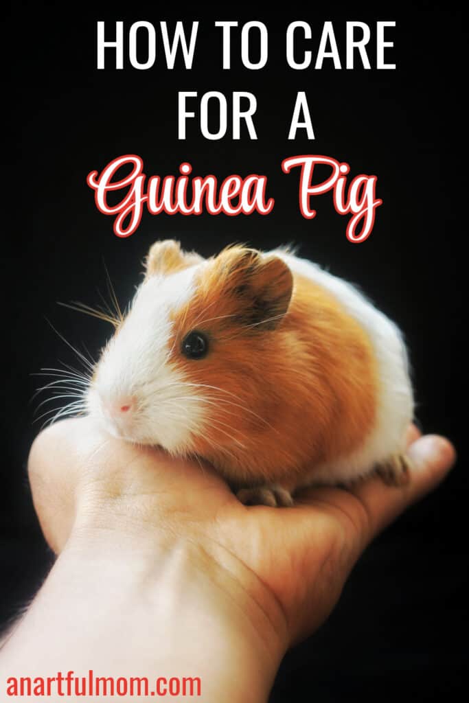 How to Care for Your Guinea Pig