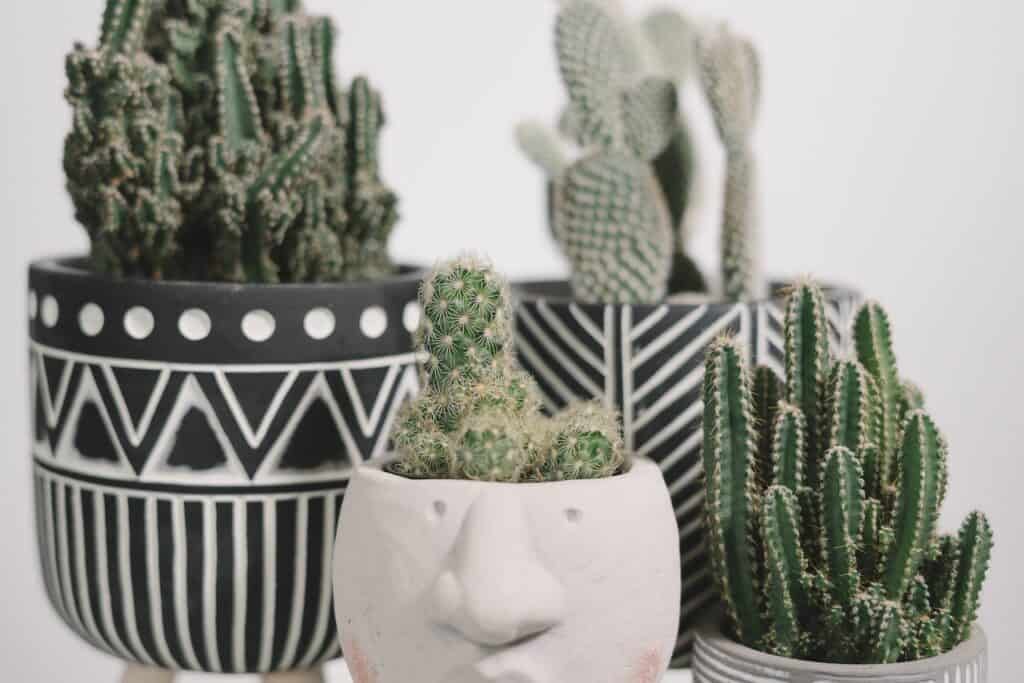 succulents in cute pots