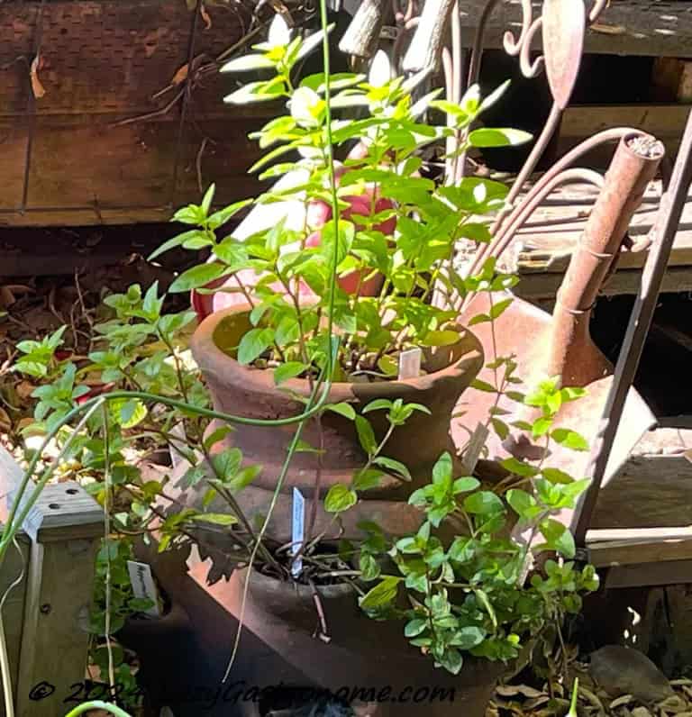 growing and making your own herbal tea