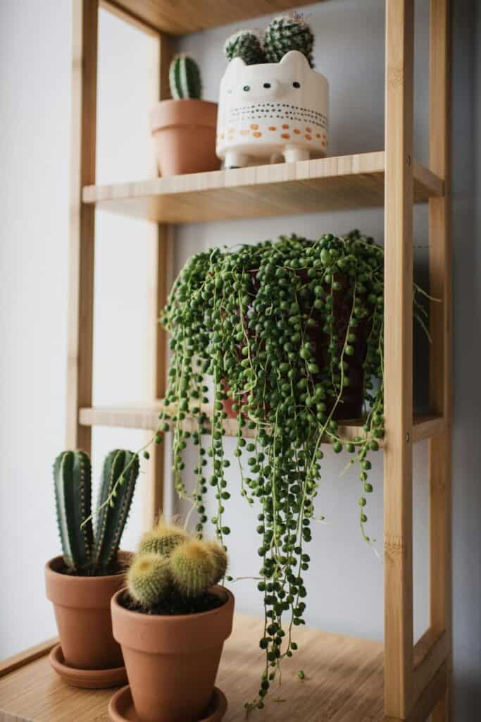 decorating with plants on a shelf