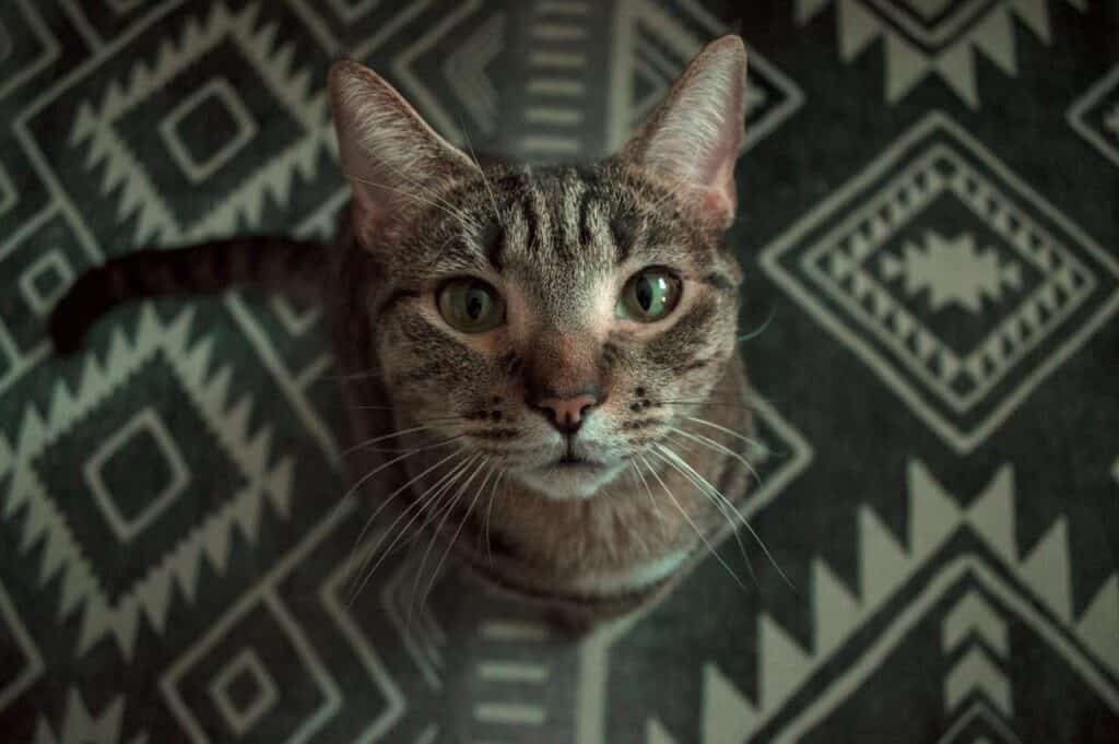texture and pattern in an area rug with cat