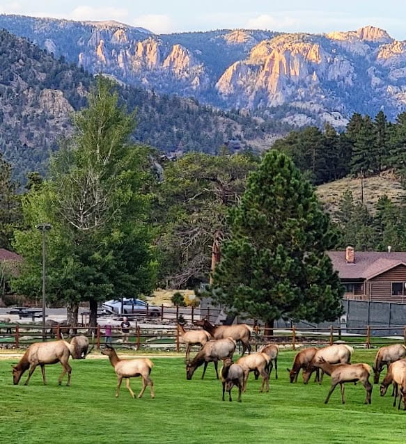 rocky moutains and elk